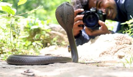 UP man lands in ICU after kissing poisonous snake for reel