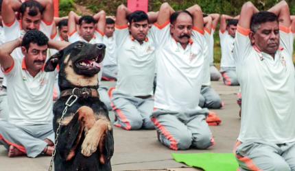 This Dog Does Yoga!!!
