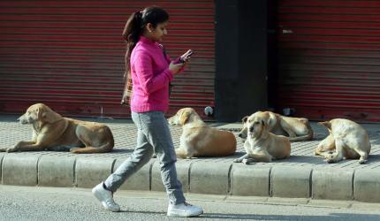 After wolf attacks, stray dogs haunt UP's Bahraich