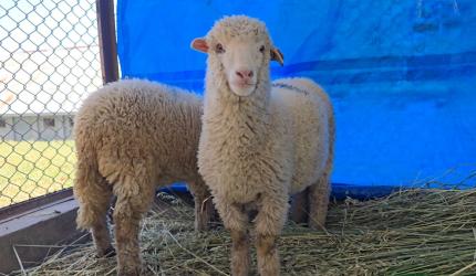 India's First Gene-Edited Sheep Is Here!