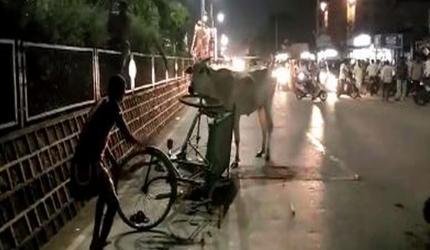 SC orders removal of stray animals from highways, e-ways
