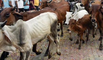 Three Arrested For Cow Slaughter In Ahmedabad's Vejalpur