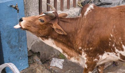 40-kg plastic waste removed from cow's stomach in Odisha