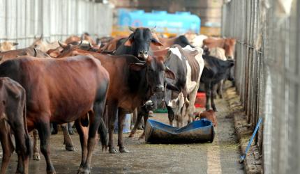 Gau Bhakts To Enter Poll Fray In Bihar