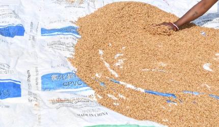 45 yrs later, man held for stealing wheat worth Rs 100