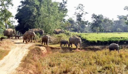 Six killed in wild elephants' attack in Jharkhand