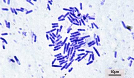 Kerala: 1st State With State 'Bacteria'