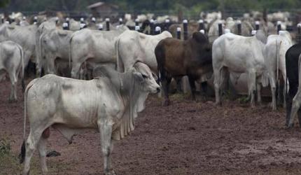 Set up gaushalas for stray animals on highways: SC to NHAI