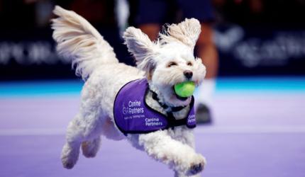 PIX: Fetch! Adorable canines play 'ball dogs' at London tennis event