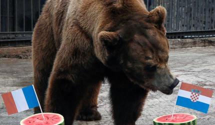 Buyan the bear predicts Croatia will beat France in World Cup final