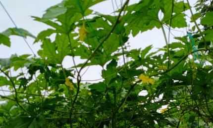 Is Karela Or Bitter Gourd Healthy? 8 Reasons to Eat It