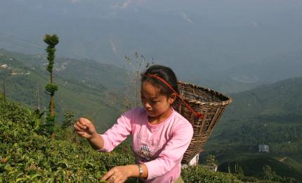 Darjeeling tea output may have hit a new low in 2025