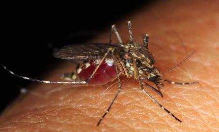 Andhra Bets on AI to Fight Mosquito Menace