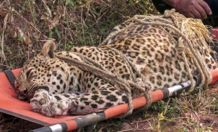 Maharashtra To Remove Leopards From Protected List