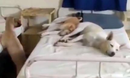 Stray dogs found lying on hospital beds in MP, employee sacked