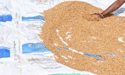 After over 3-year ban, govt okays 2.5 mt wheat exports