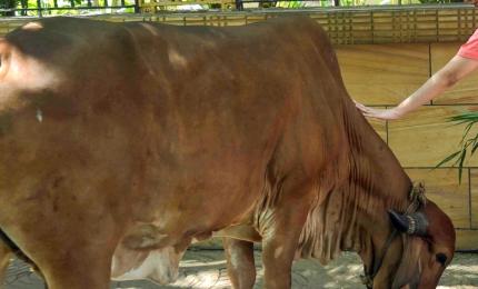 Man arrested for 'sexually assaulting' cow in Bengaluru