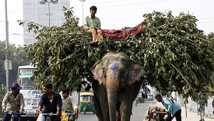 India Growth...