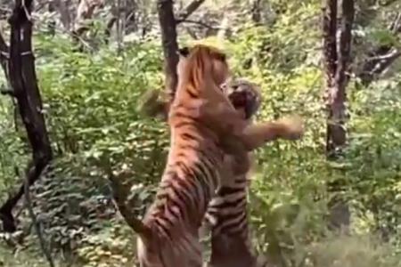 Super Mom Tigeress Who Gave Birth To 29 Cubs Dies In MP Reserve