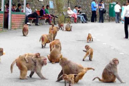 G20 summit's plan to scare off monkeys by mimicking their 'natural