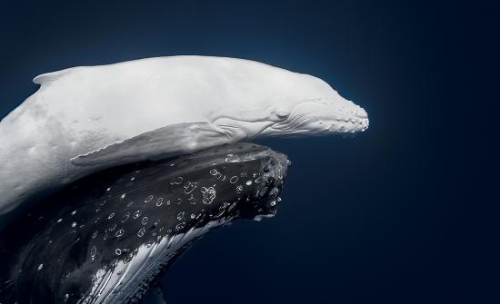 The World Nature Photographs Of The Year!