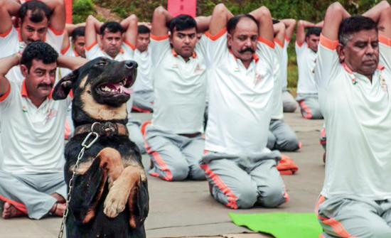This Dog Does Yoga!!!