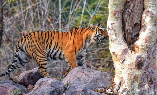 Seen These Spectacular Tiger Pix?