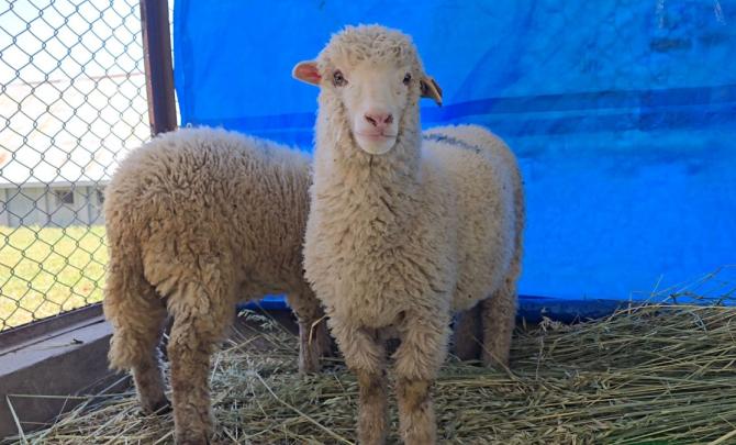 India's First Gene-Edited Sheep Is Here!