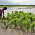 Paddy Sowing Up...