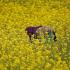 Mustard Oil: A...