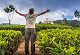 50 shades of green in Munnar