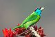 Nature is under siege from Uttarakhand's forest fires