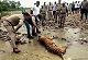Tiger found dead in MP reserve, toll rises to 10 since Jan 1
