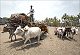 Beef ban and the challenges before Maharashtra govt