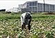 On the ground, Singur remains disappointed, despairing