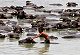 Buffalo meat exports hit hard as livestock auction gets stuck