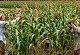 Tech driven farming still remains a pipedream