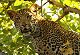 Leopard found dead in Mumbai's Aarey Colony