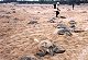 6 lakh Olive ridley turtles return to Odisha's beaches to lay eggs
