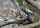 SEE: Rescue at site of chopper crash in TN