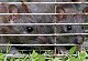 Indore Man Found Dead in Home; Rat Bites Suspected