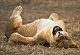 Here's a sneak peak of the funniest animals this year!
