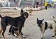 SC stray dog order: Animal lovers clash with cops in Delhi during protest