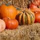 Pumpkin Pumpkin, Go Go: 7 Reasons