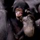 10 Fun Facts About Chimps: Bananas, Brains & Beyond 