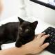 Is It Okay To Bring A Cat To Work?