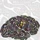 7 Things You Didn't Know About Your Brain