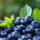 Just A Handful Of Blueberries A Day: 7 Reasons