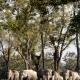 200 Years Of Assam Tea: 10 Of The Best Varieties