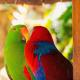 Parrots! Why India Loves Them